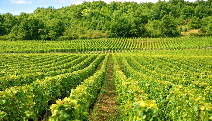 Annexion d'un terrain par une commune